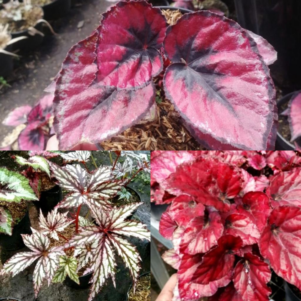 Paket 3 Tanaman Begonia Cantik