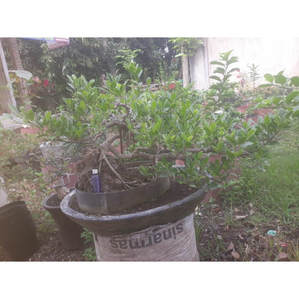 bahan bonsai kimeng siap pajang