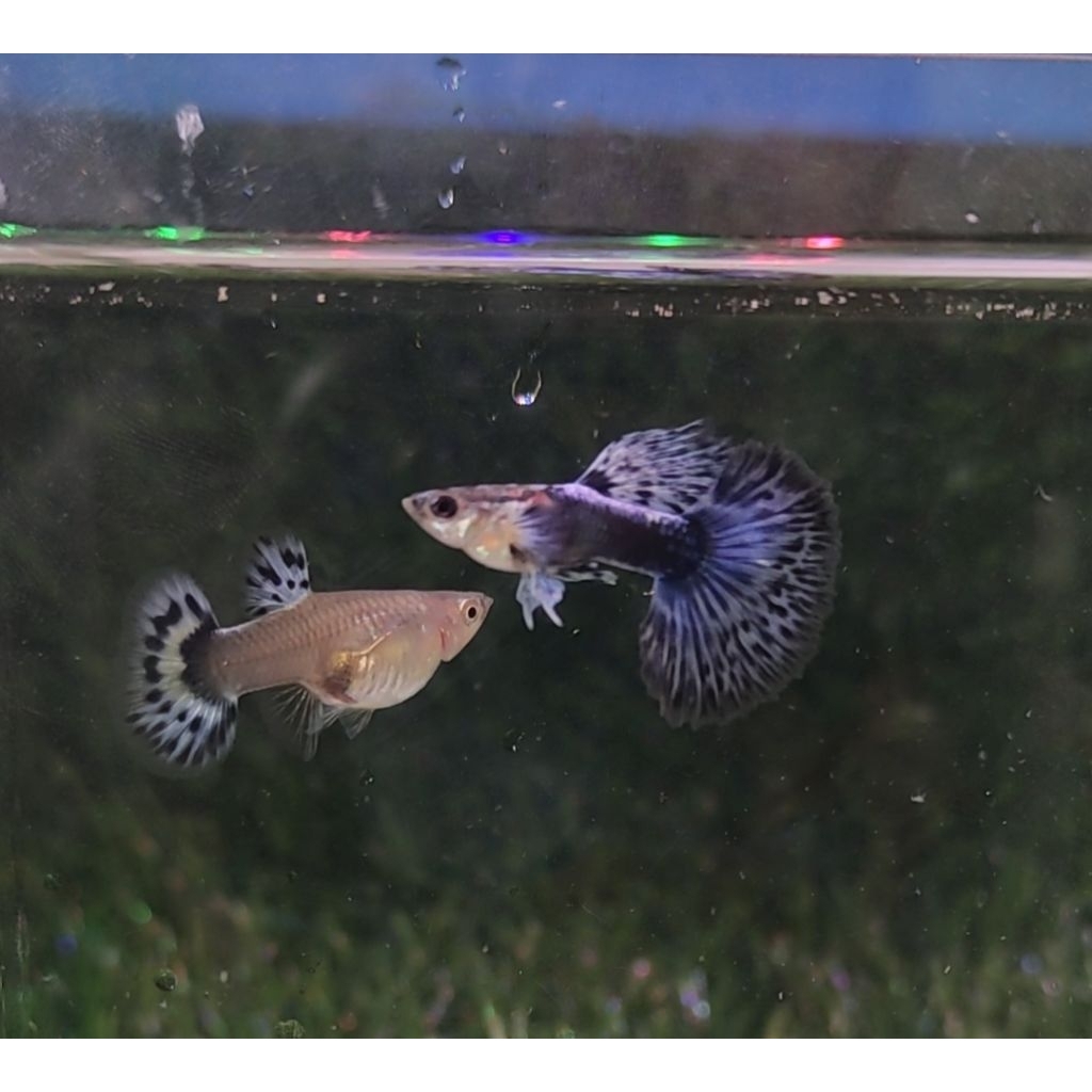 hiasan aquarium guppy blue ivory