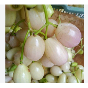 Bibit Tanaman Buah Juwet Putih Berbuah