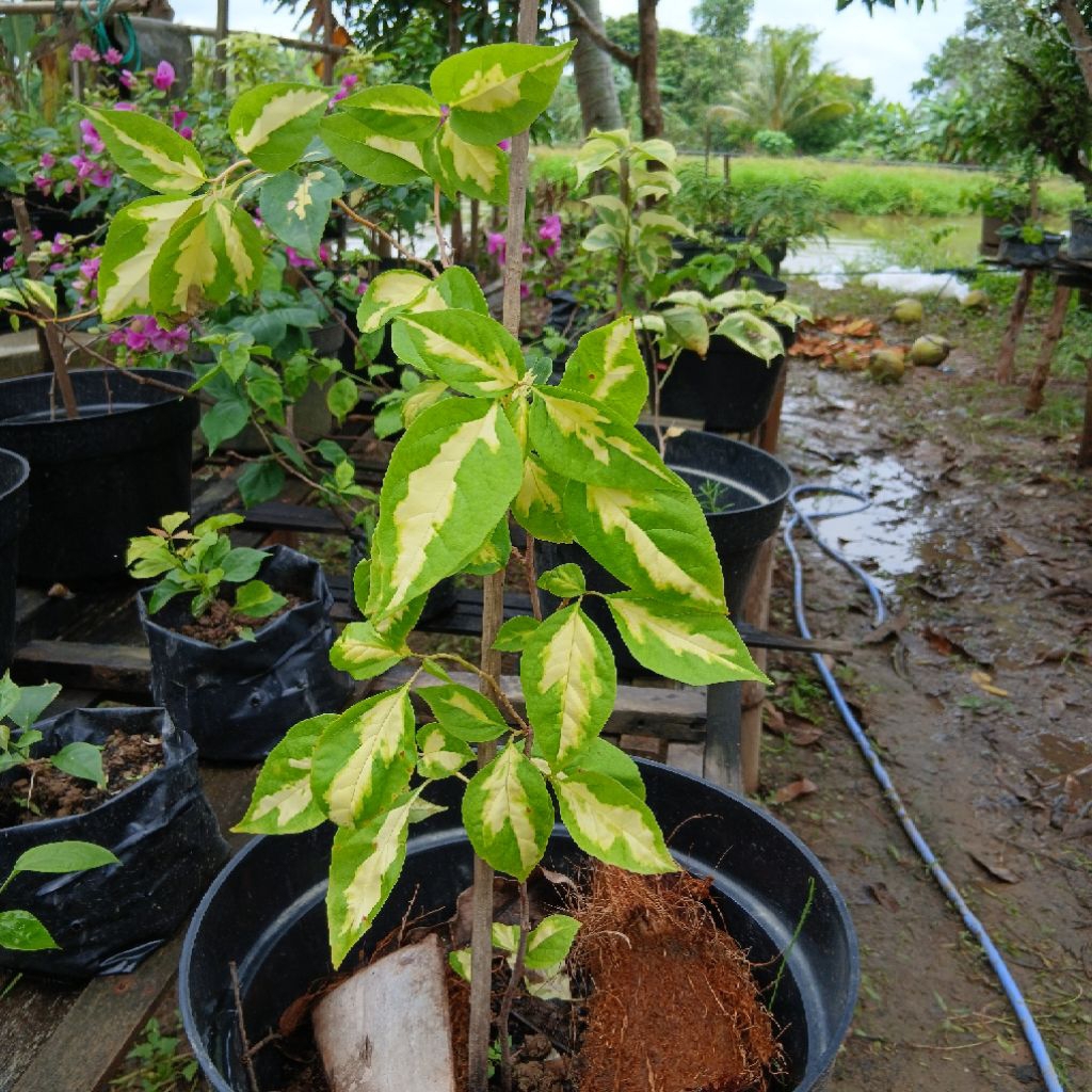 Real Pict Bunga Bougenville Bunga kertas coconut ice cream variegata