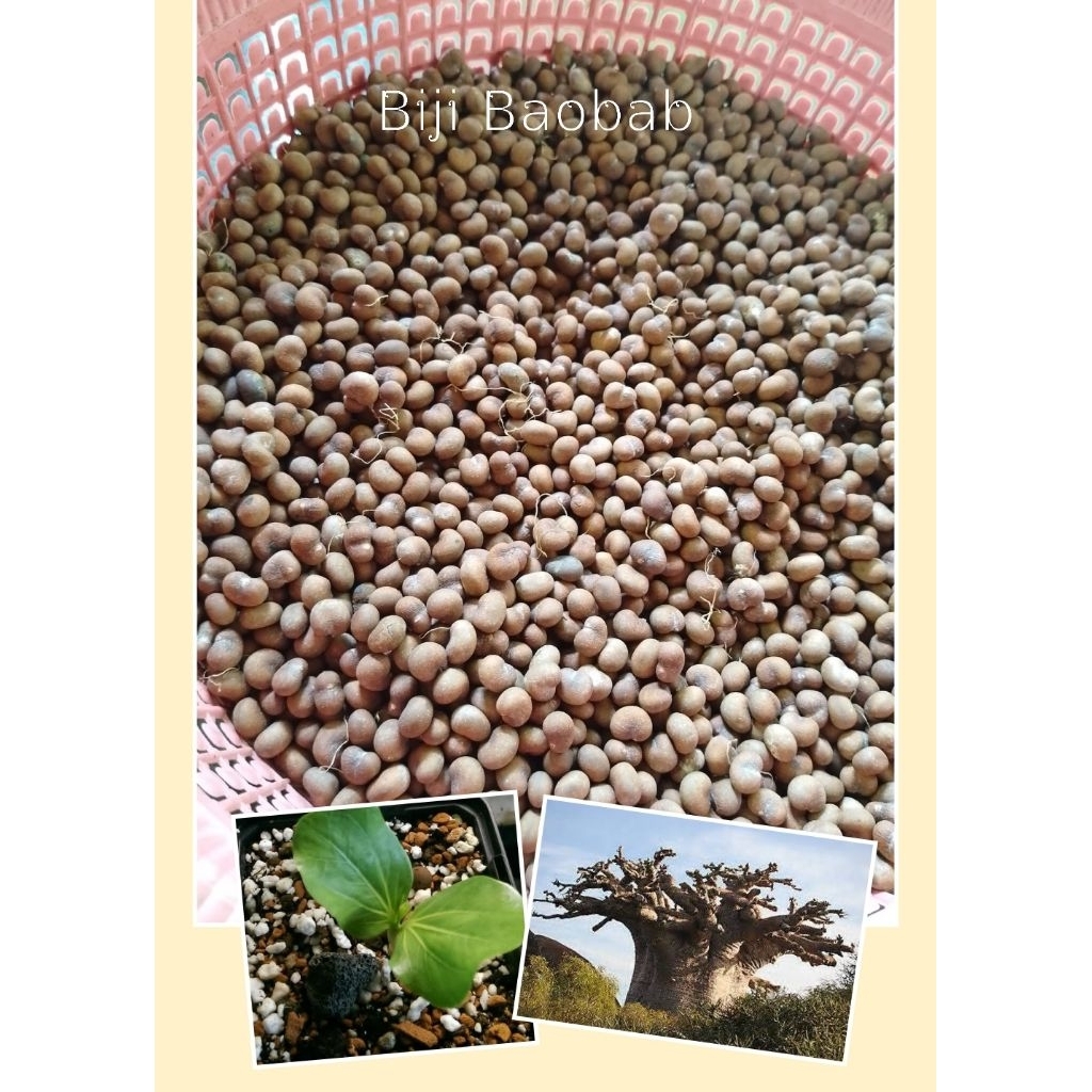 Biji Baobab a.k.a Adansonia digitata