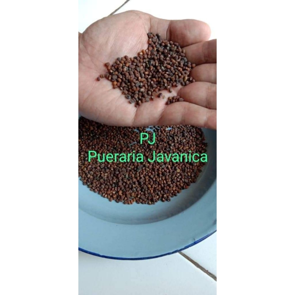 biji kacang PJ