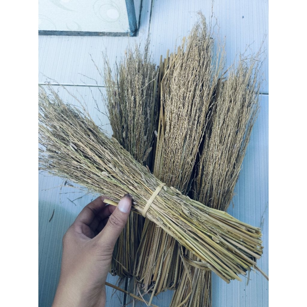 sapu ketan hitam merang jerami ketan hitam asli