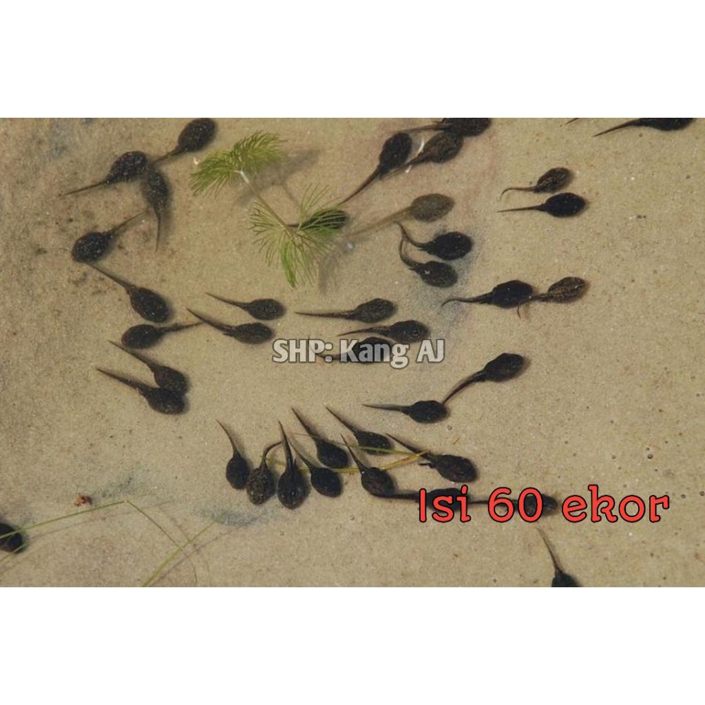 STIKER KECEBONG PAKAN IKAN PREDATOR ISI 60 EKOR