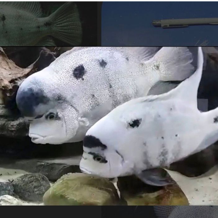 Ikan Hias Cichlid Vieja Argantea Mexico Hiasan Aquarium Aquascape Kolam Cichlid