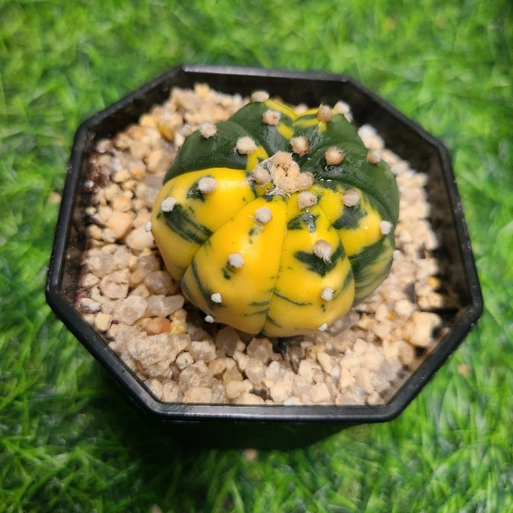 Astrophytum Variegata real pic