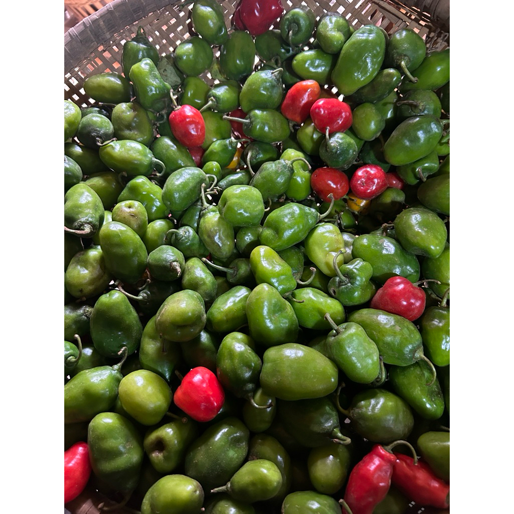 cabai gendot asli dieng (1kg)