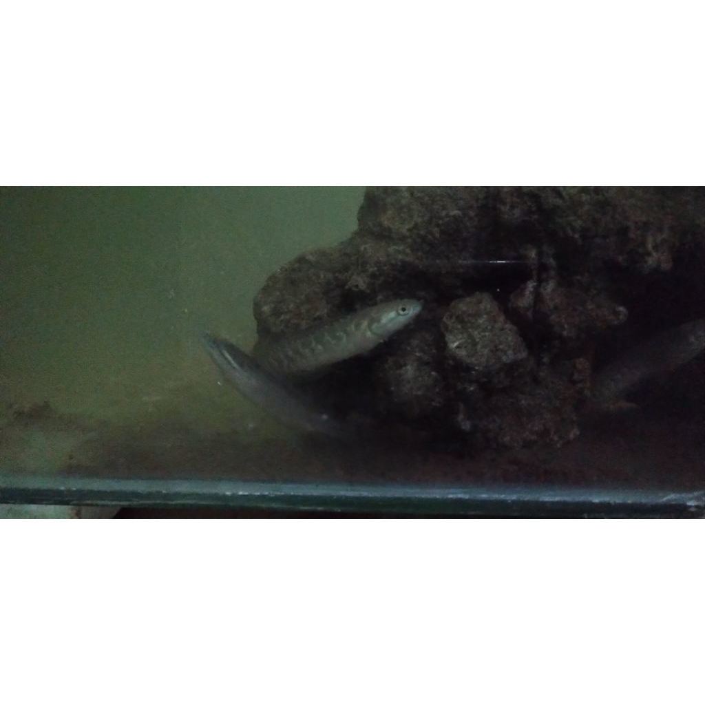 channa asiatica WS size 5-7 cm