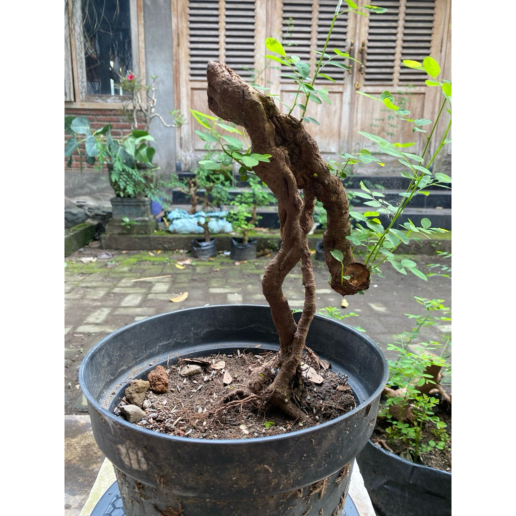 Bahan bonsai ileng-ileng / mangsian / phylantus reticulatus