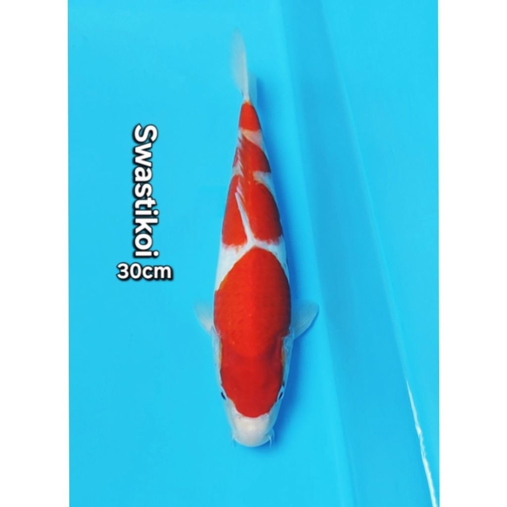 Ikan koi blitar kohaku bagus 30cm