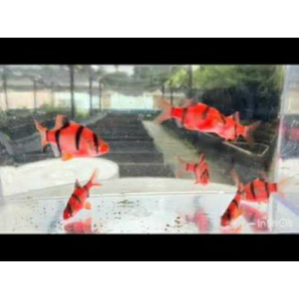 Sumatra Glofish merah dan hijau hiasan aquarium