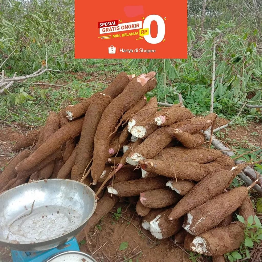 Singkong Manggu 1 kg