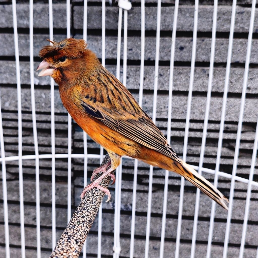 Kenari Jambul/Gloster Blackred - Jantan Gacor (Only Instant Delivery)