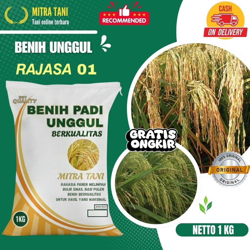 bibit padi RAJASA 01 PREMIUM kemasan 1 kg