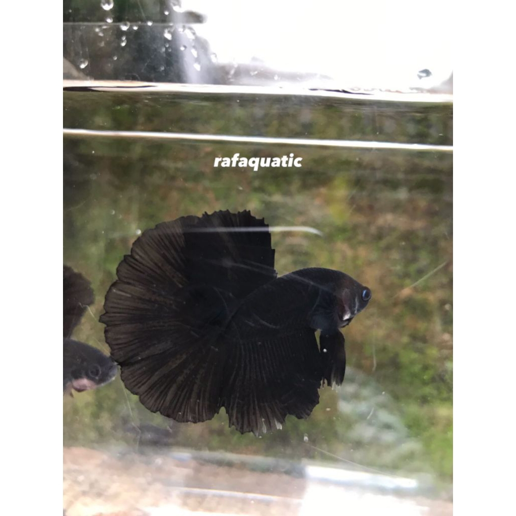 Cupang Hm Super black