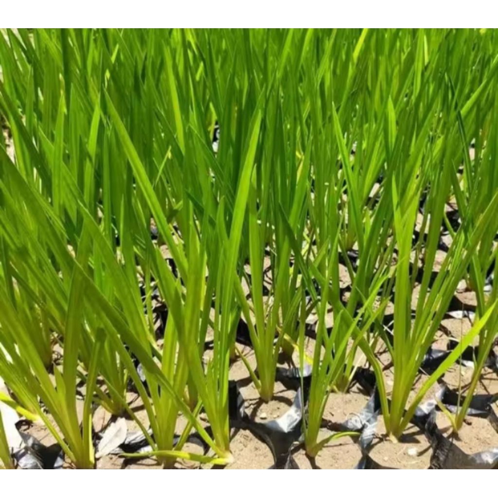 bibit dlingo siap tanam