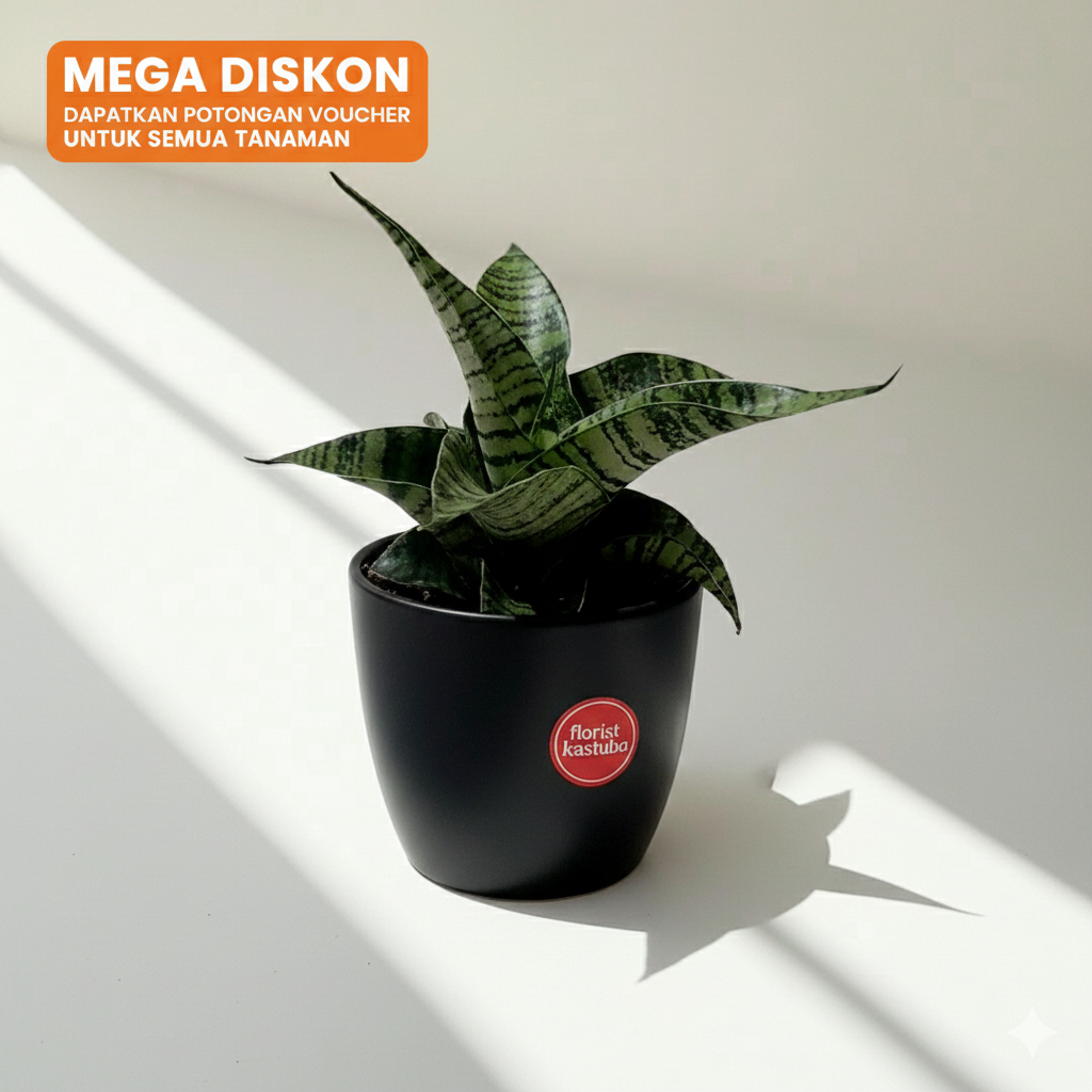 Sensivera Hybrid Spider: Koleksi Tanaman Hias Indoor, Bentuk Unik, Penghias Ruangan Alami!"