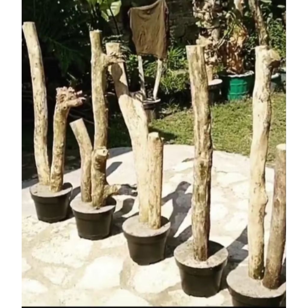 bonggol kayu kopi+tatakan kayu bulat/tinggi 125cm/bagus untuk media tanam anggrek dll