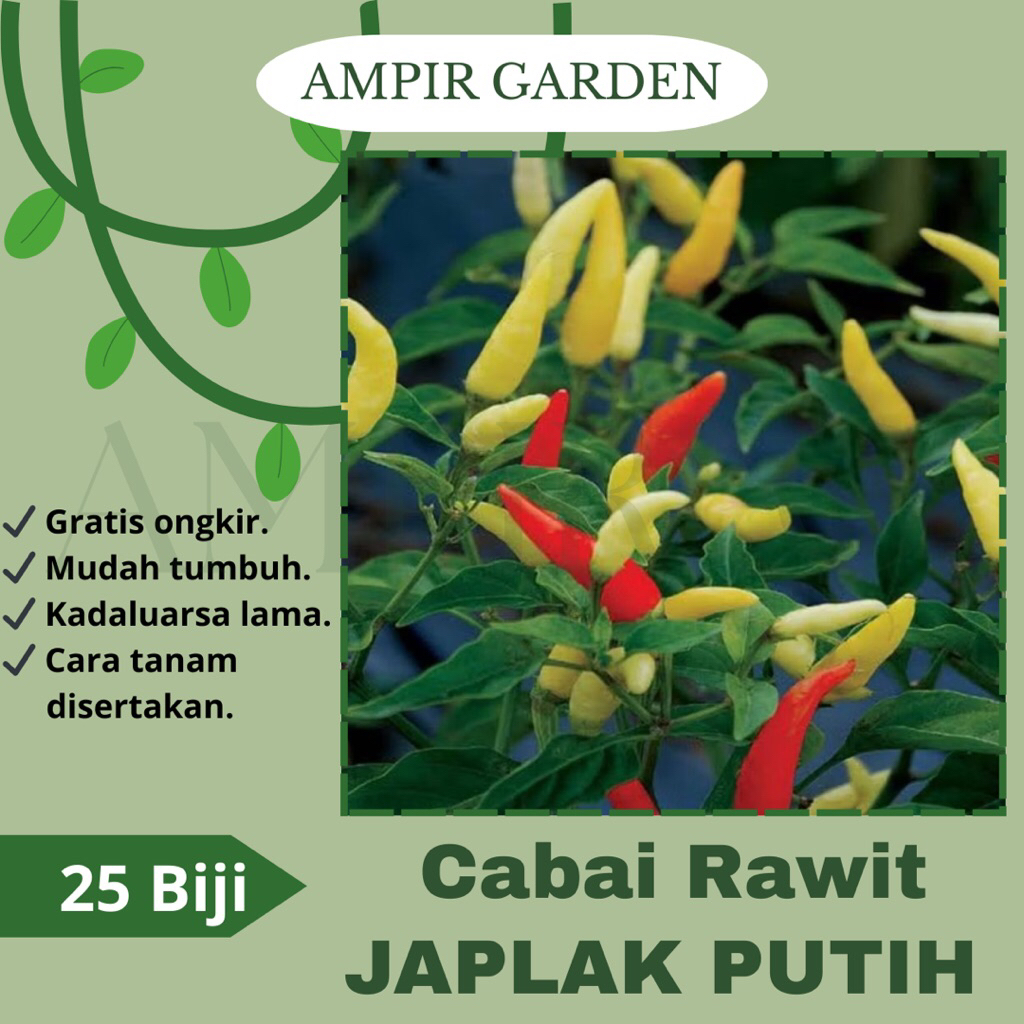 25 Biji Benih Cabai Rawit JAPLAK PUTIH Unggul Berbuah Lebat / Tanaman Sayuran Cabe Japlak White Beni
