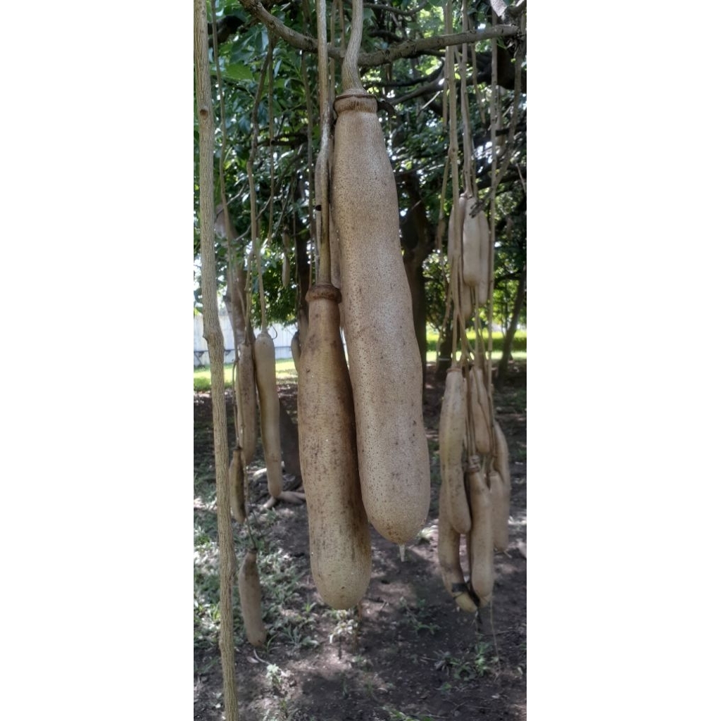 Buah Sosis / Kigelia Africana