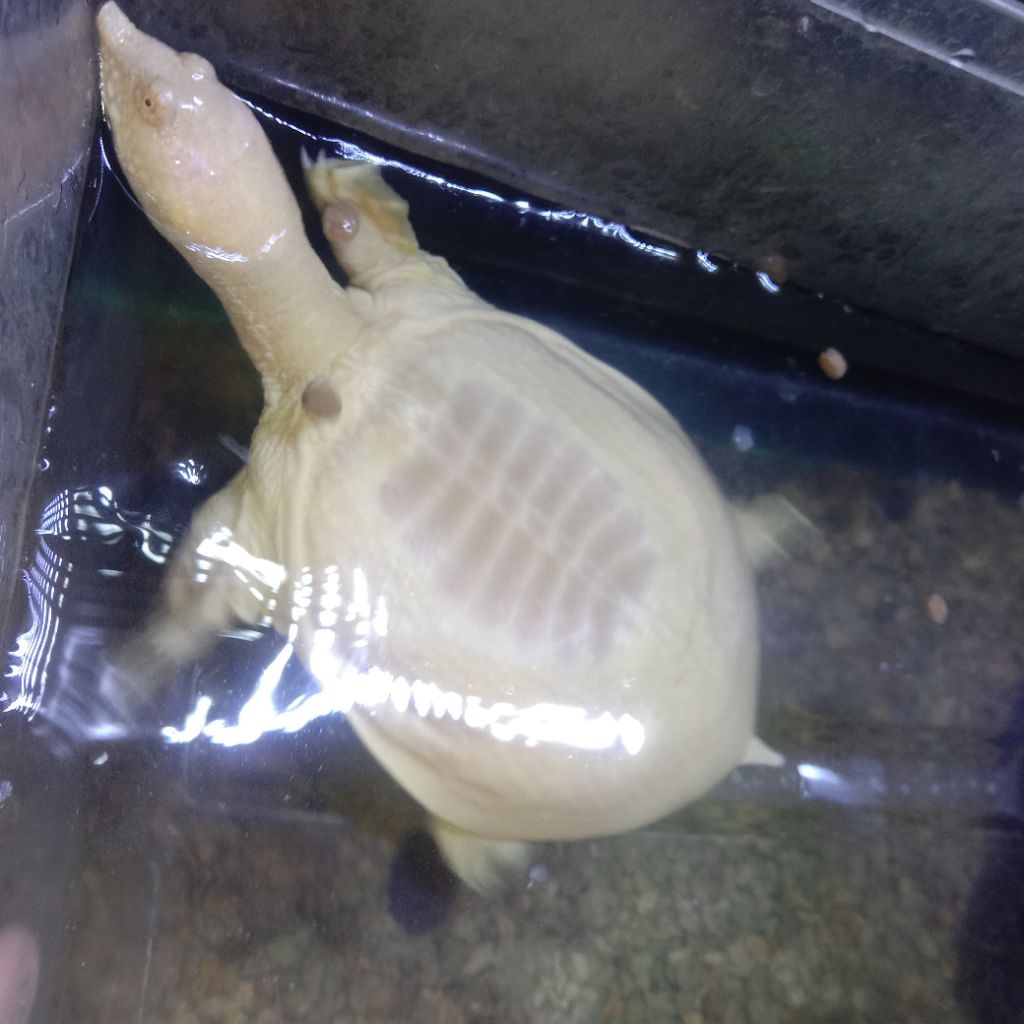 Pelet Bulus Albino Mata Merah 10cm