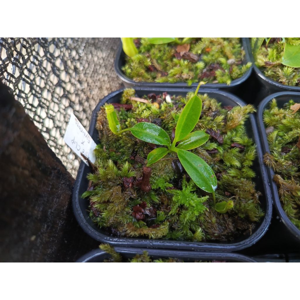 Nepenthes Hybrid (Faizaliana x Clipeata) x Gymnamphora
