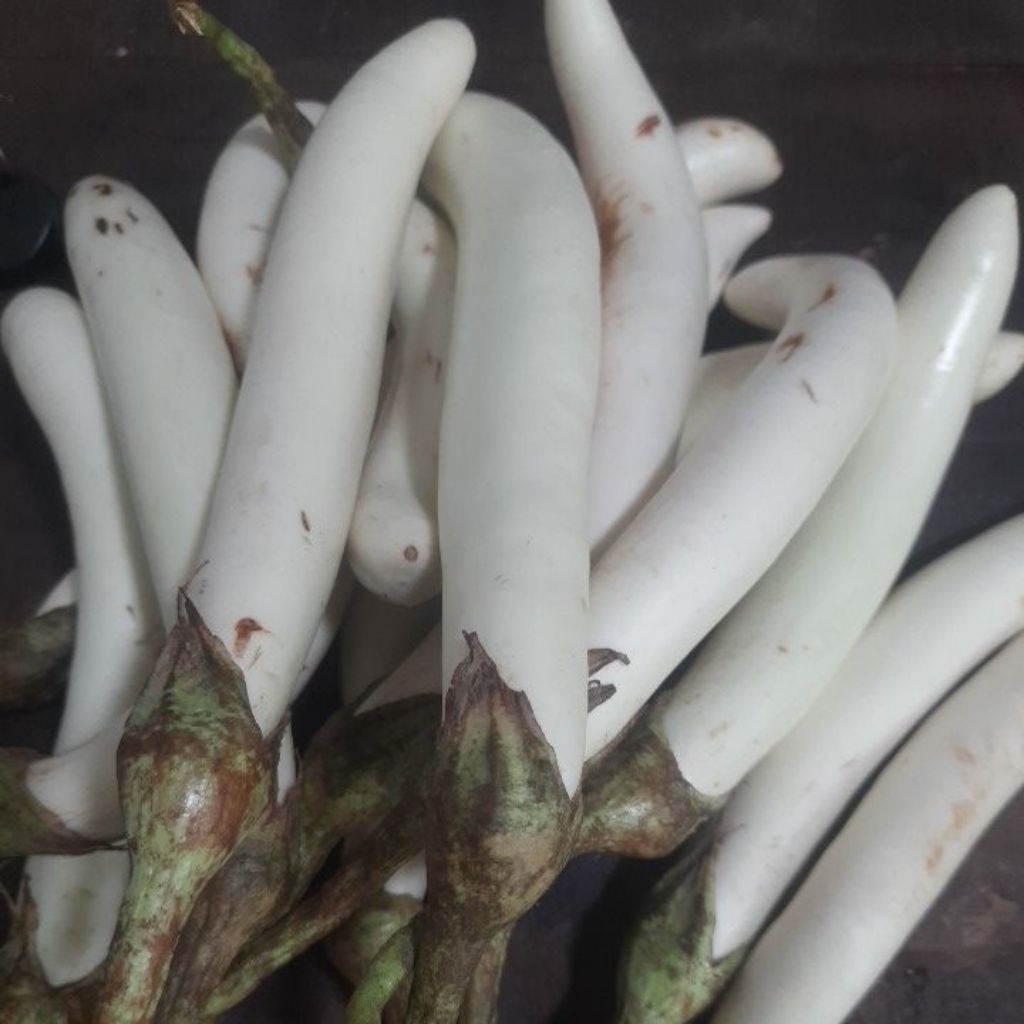 terong putih kalimantan