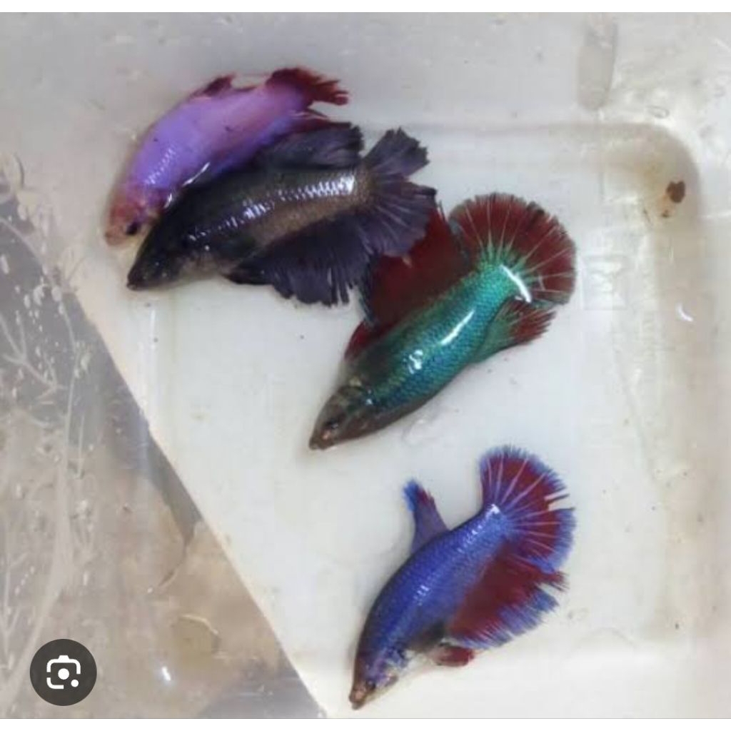 cupang indukan betina full telur Siap pijah