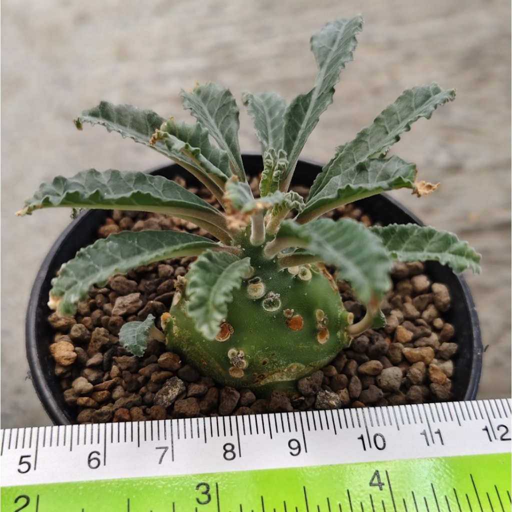 Tanaman Sukulen Dorstenia lavrani ukuran kecil