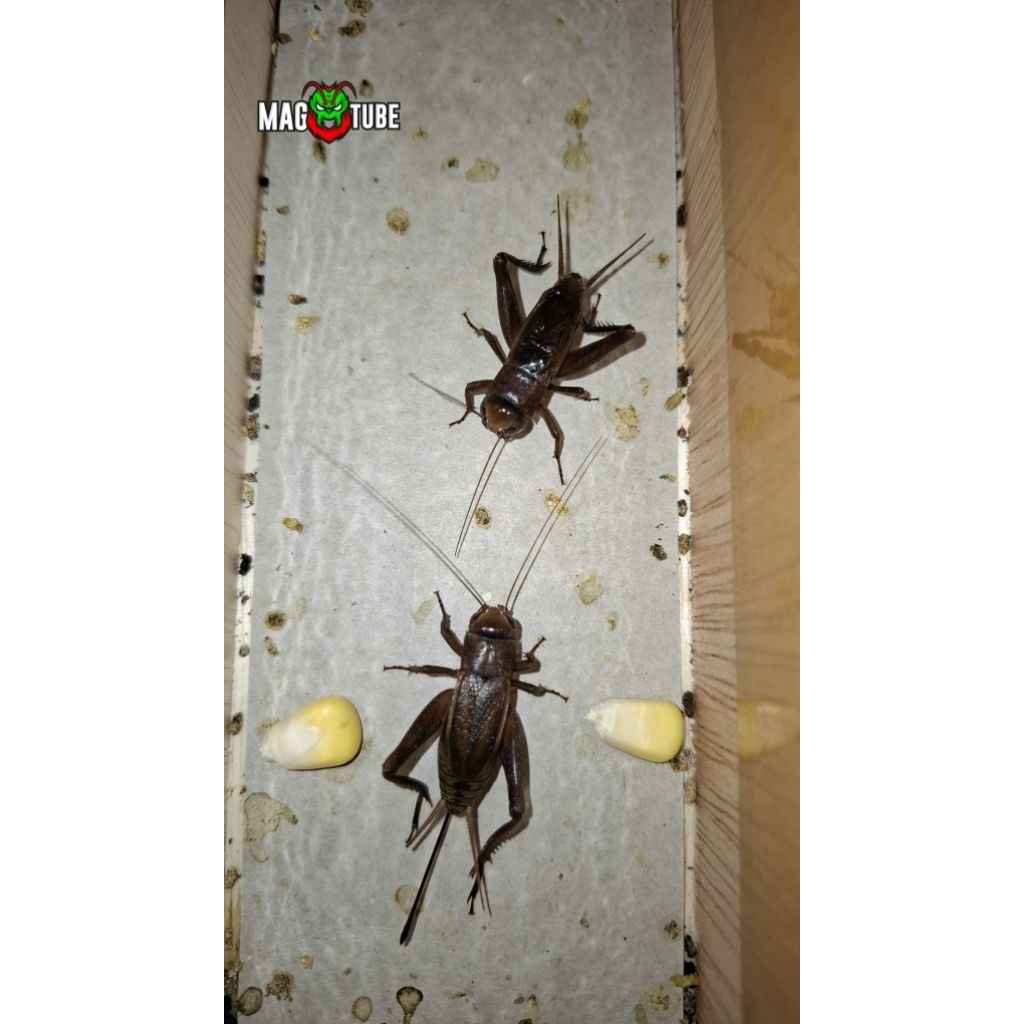 SEPASANG JANGKRIK KIDANG / JANGKRIK BAWANGAN / JANGKRIK MERAH SEPASANG ASLI TANGKAPAN ALAM