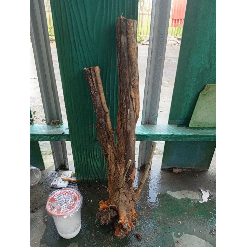 sisirkaliage dongkelan akar batang sisir bahan bonsai