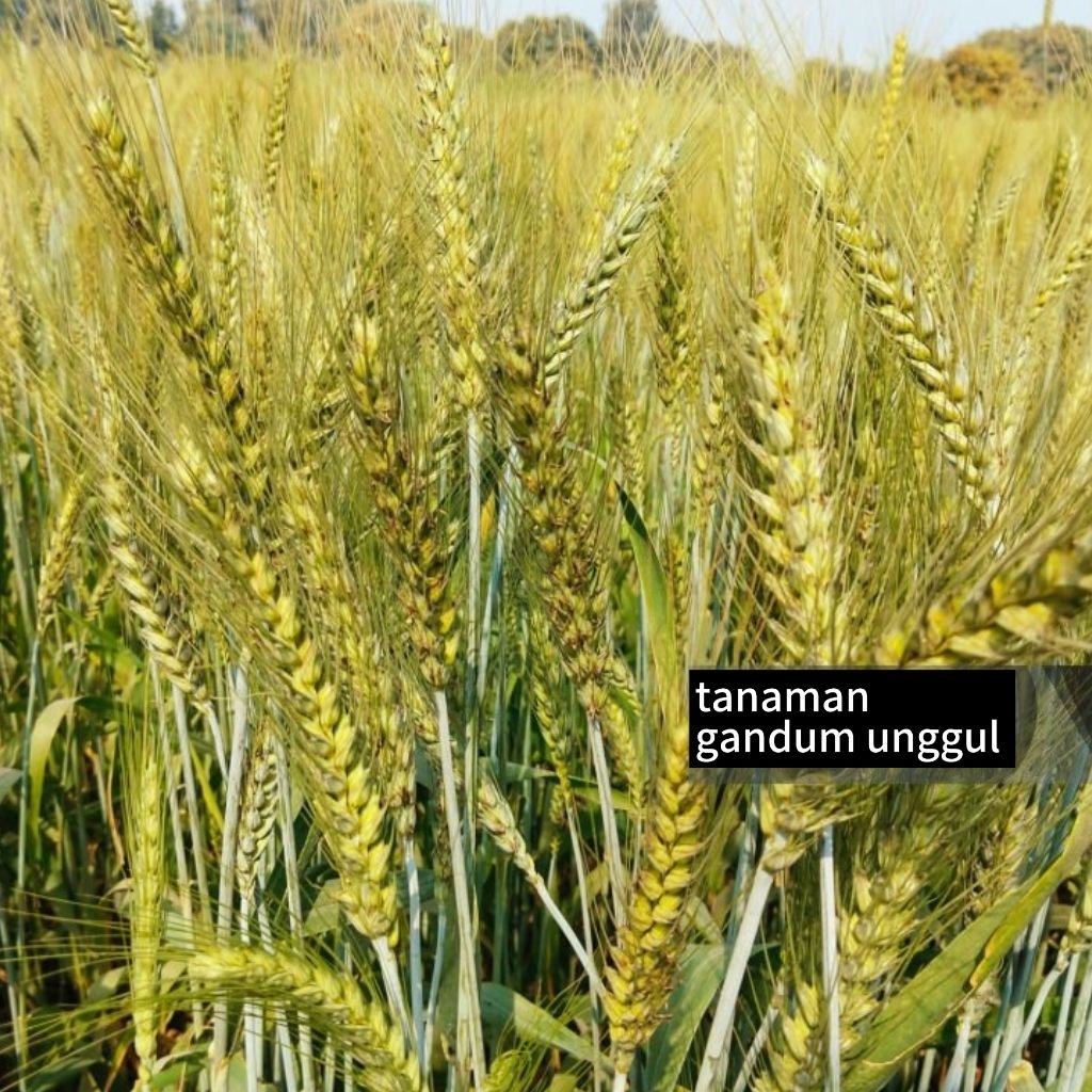 500 Biji Benih Gandum unggul Bibit Gandum Super COD Bayar Di Tempat