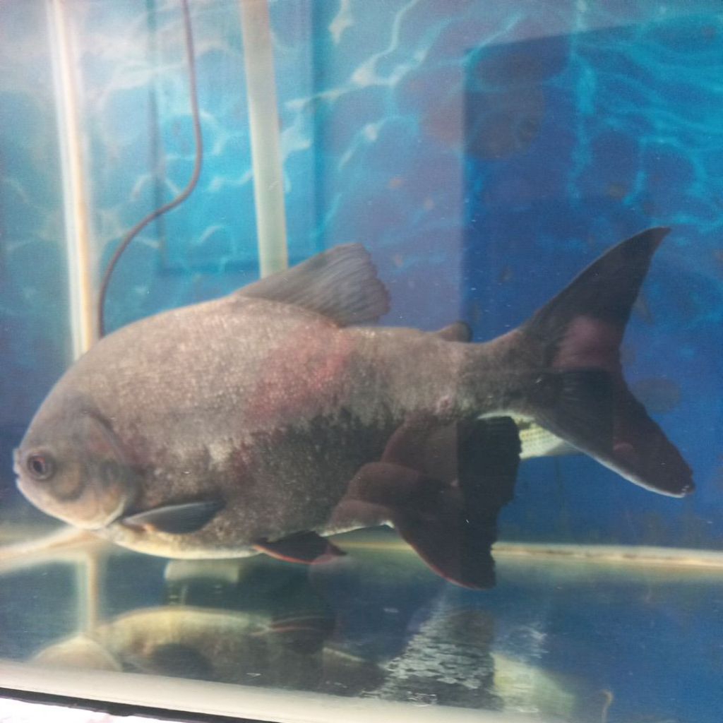 BLACK PACU SIZE 30CM UP HIDUP
