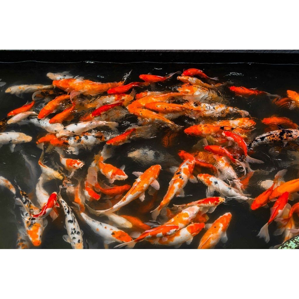 Ikan Mas Koi komet kumpay ikan hias air tawar rendem