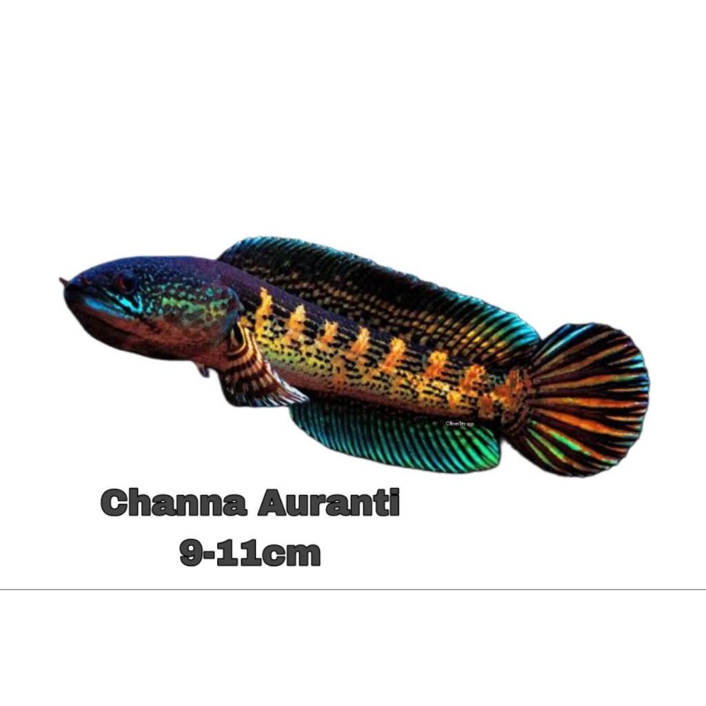 Channa Auranti 9-11cm