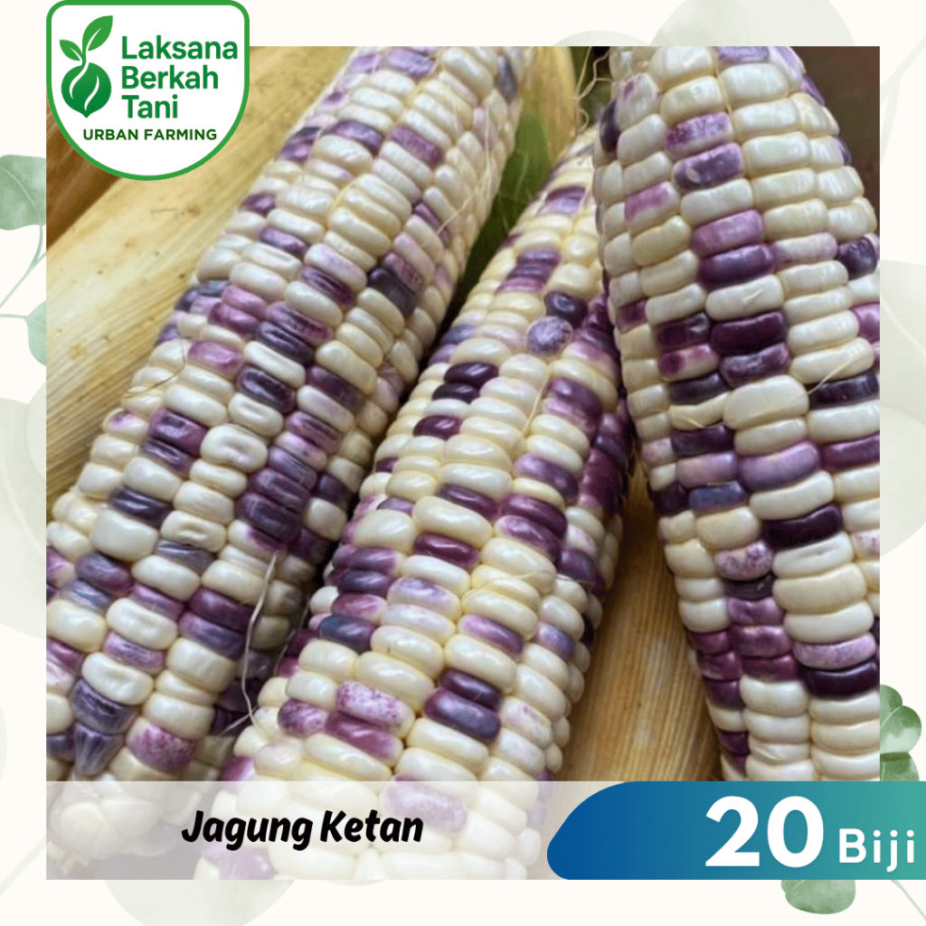 20 Butir  Jagung Ketan RASANYA