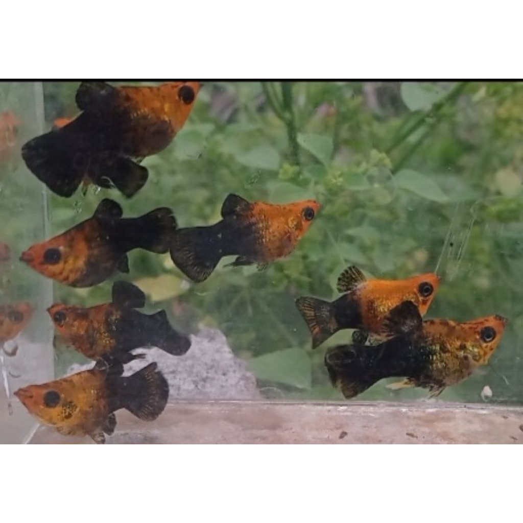 molly balon golden black (kualitas)