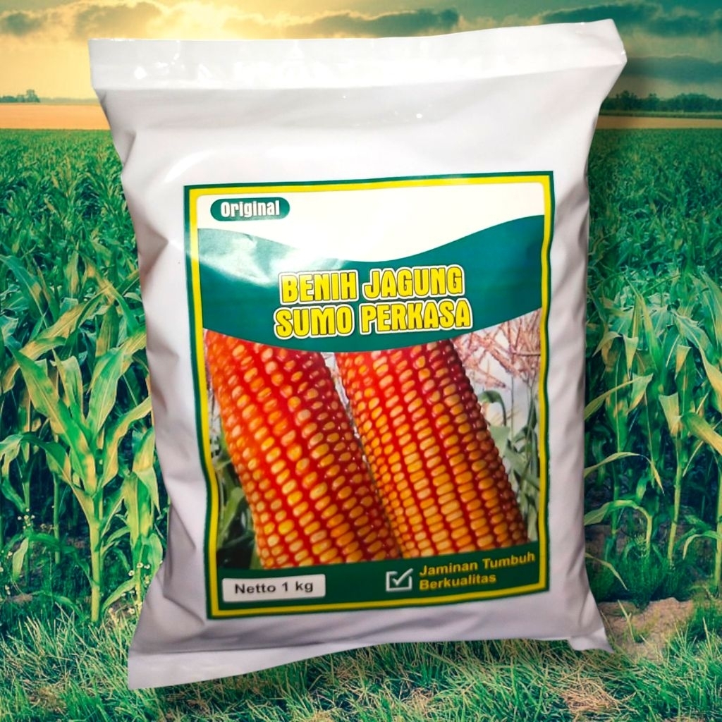 Benih jagung sumo perkasa 1 kg super unggul siap tanam benih jagung berkualitas tinggi siap tanam