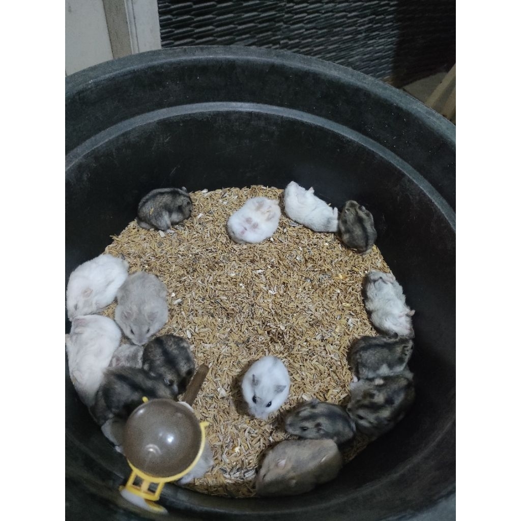 Indukan hamster winter Tiger (SIAP KAWIN)