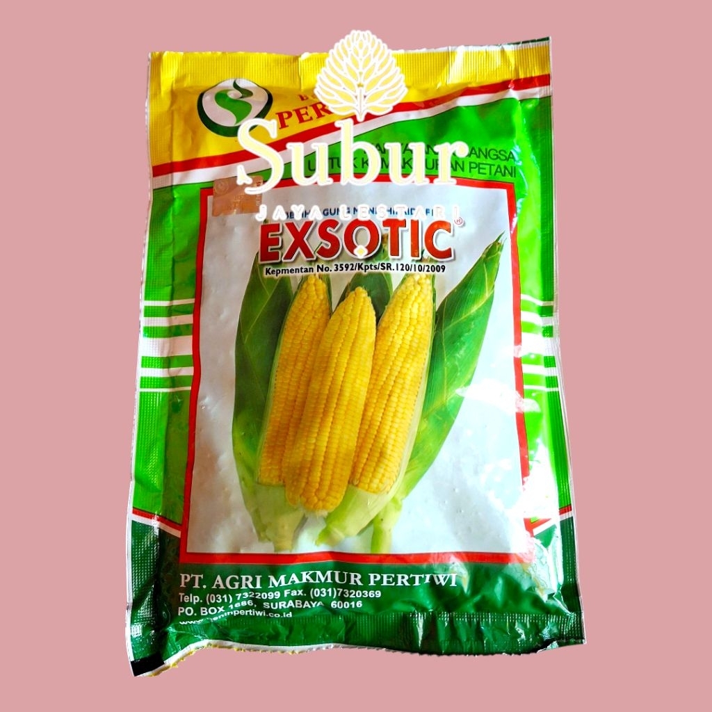 Benih Pertiwi Exotic 1750biji-Benih Jagung Manis Hibrida (SJL)