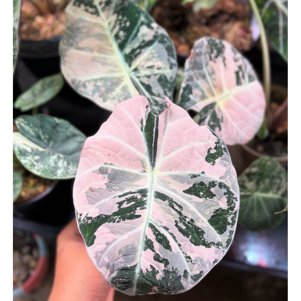 Alocasia black velvet pink variegata cantik - bibit bonggol asli