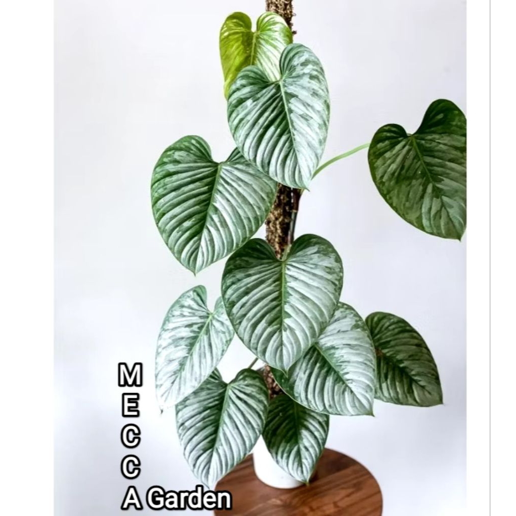 Philodendron SODIROI/philo Sudiro (PROMO-MURAH-LANGKA) - Wajib Punya