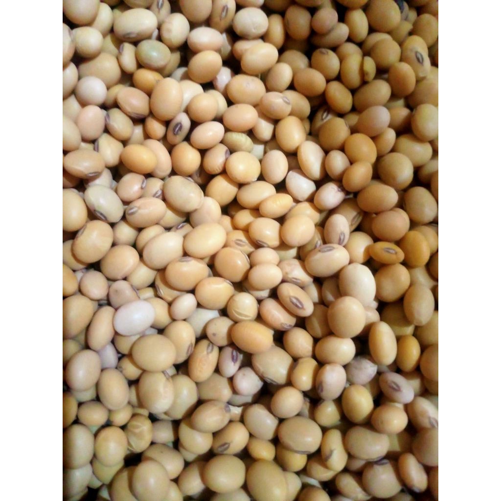 kacang kedelai / lokal / kedelai / murah