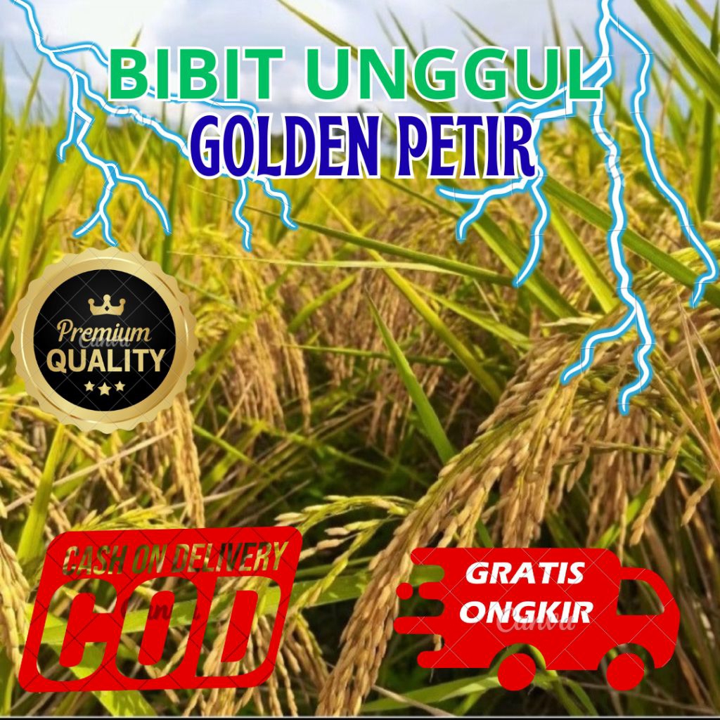 BIBIT PADI UNGGUL GENJAH GOLDEN PETIR KEMASAN 5kg
