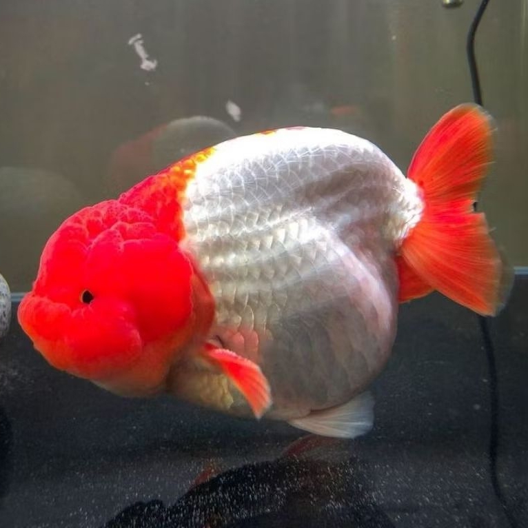 ikan koki ranchu red white 12cm