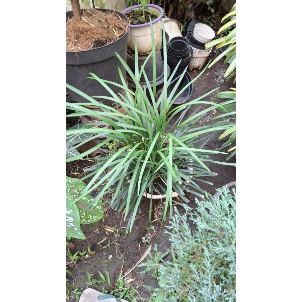 Tanaman Hias Ophiopogon Jaburan (Sesuai Display)