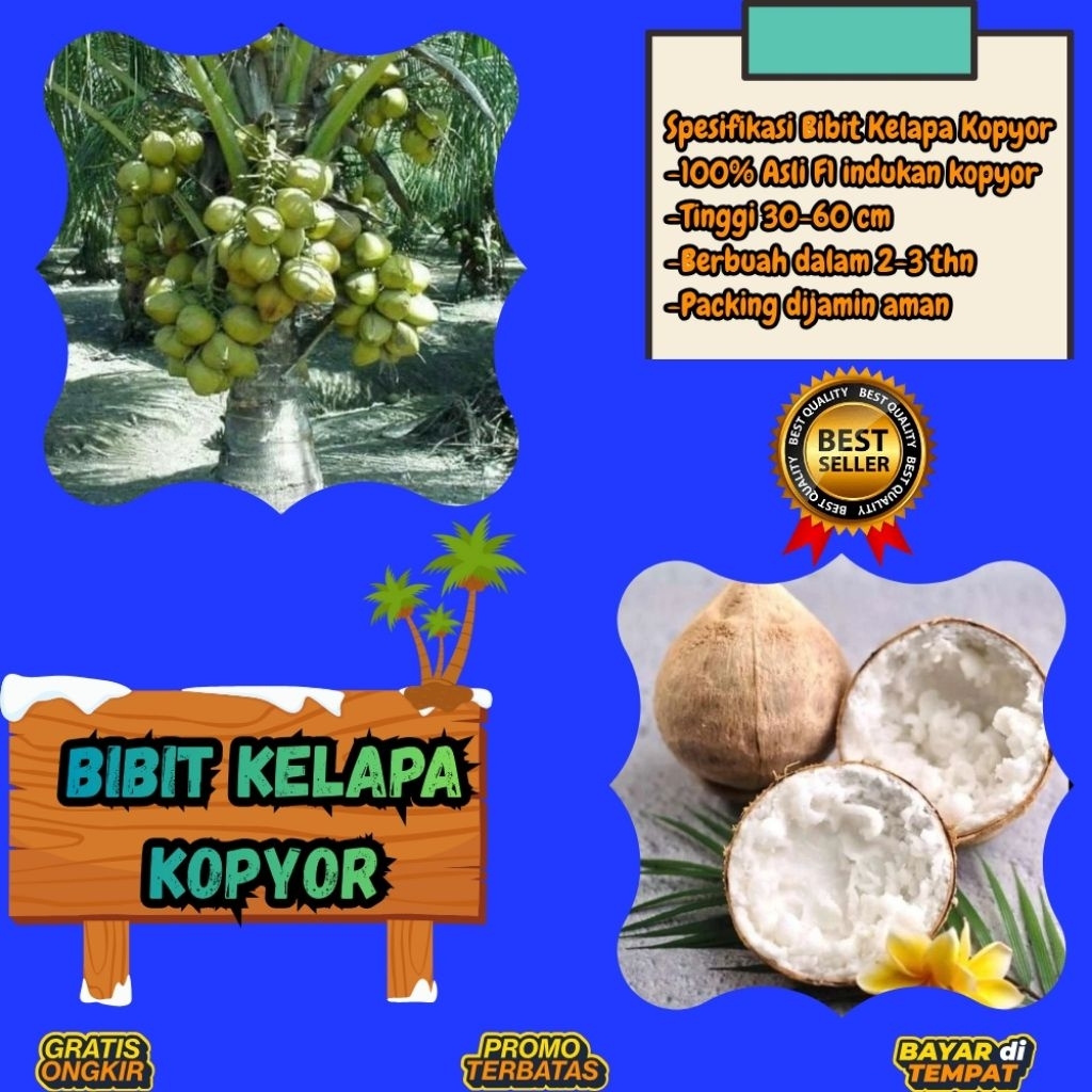 PROMO  Bibit Kelapa Kopyor, Bibit Kelapa Kopyor Asli, Bibit Kelapa Kopyor Bersertifikat