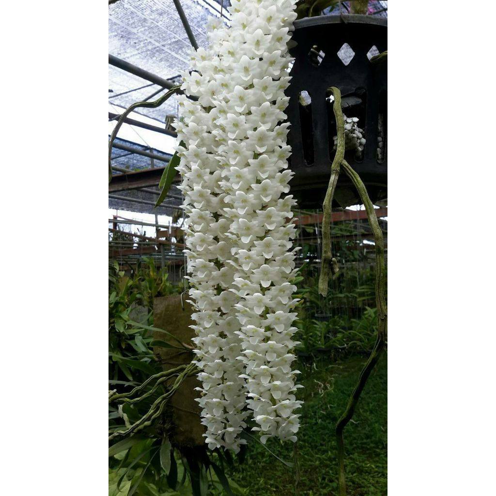 Anggrek Ekor Tupai var. Alba Rhynchostylis retusa var. Alba