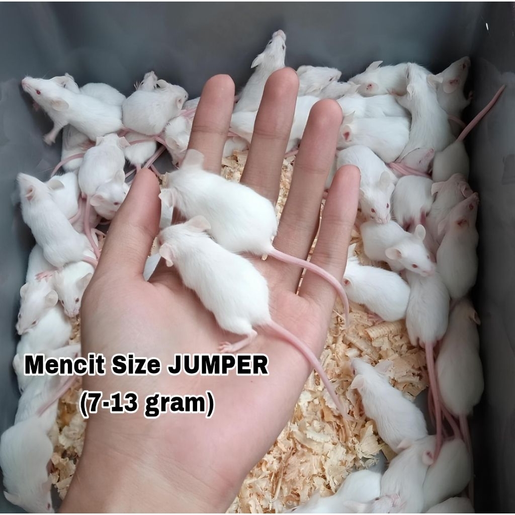 Tikus Putih Mencit Jumper